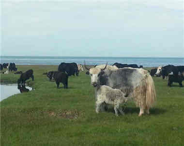 ཨ་མདོའི་ཡུལ་དུ་དར་ཁྱབ་ཆེ་བའི་དམངས་གླུའི་སྐོར་རོབ་ཙམ་གླེང་བ།