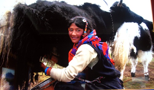 འོ་མ་འཇོ་གླུ།
