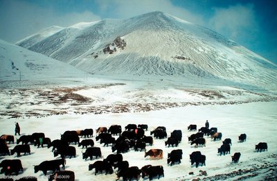 ༄༅།། བོད་ཀྱི་སྨན་གསར་རི་མོའི་འབྲི་ལུགས་ཀྱི་བྱུང་ཚུལ་ལ་དཔྱད་པ།