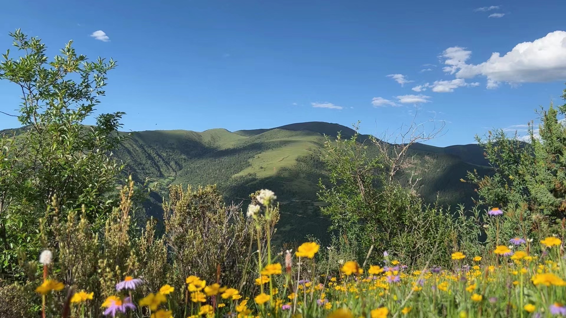 ༄༅།།ཚ་ཞང་འདན་མ་བྱང་ཁྲ་དེས་དར་བཟའ་གཡུ་སྒྲོན་ལ་བླངས་པའི་གླུ།