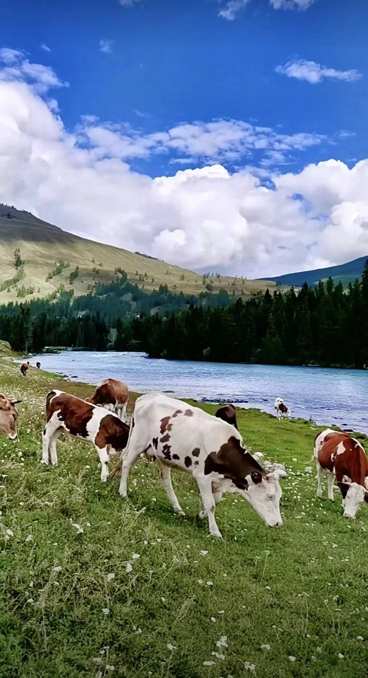 གུར་དཀར་སྲས་མོ་གསེར་མཚོ་མས་བླངས་པའི་གླུ།