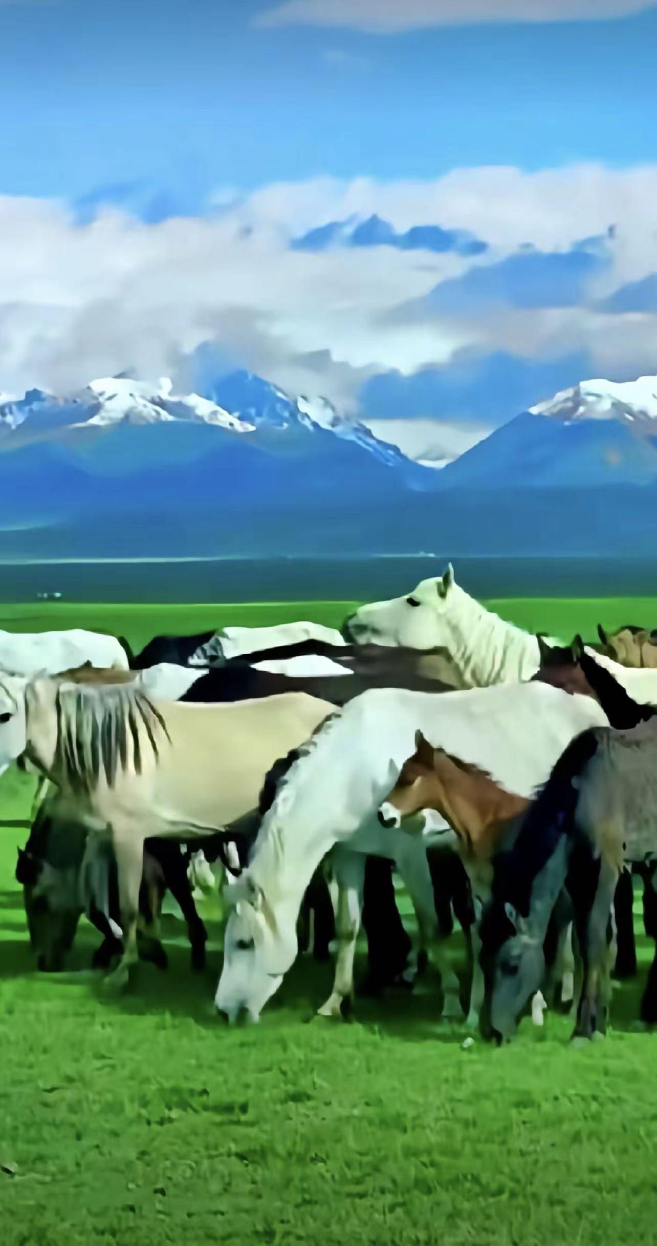 ༄༅།།གུར་དཀར་སྟག་ཞུ་རྒྱལ་པོས་ཤན་པ་ལ་བླངས་པའི་གླུ།