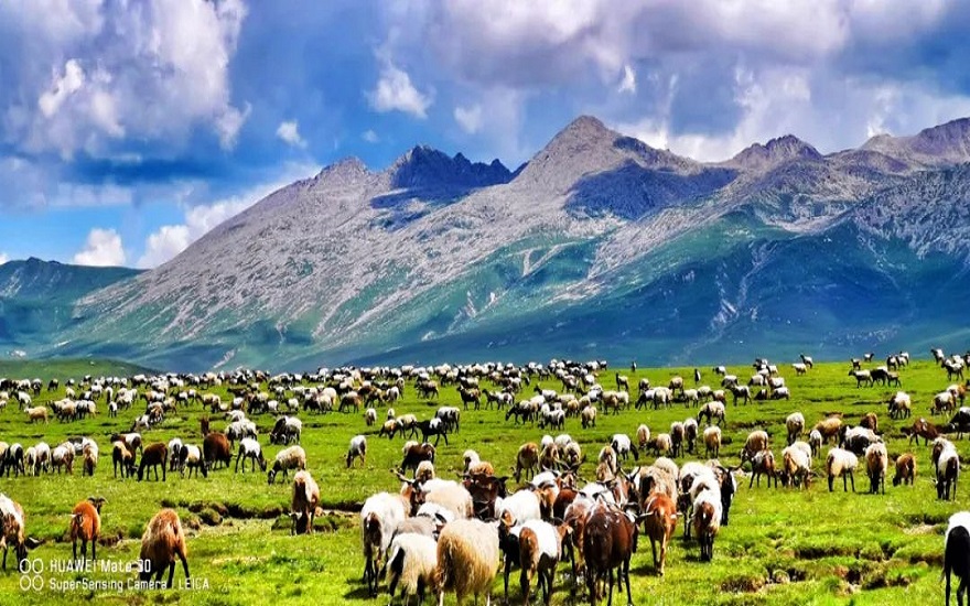 གུར་དཀར་རྒྱལ་པོའི་སྲས་ཁྲི་བཙུན་གྱིས་བླངས་པའི་གླུ།