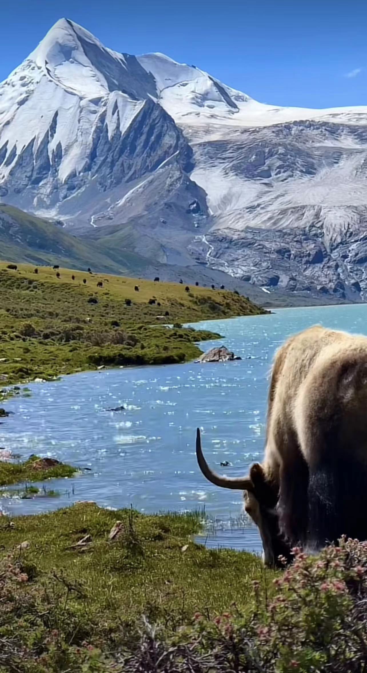 ༄༅།།སྟག་རོང་ཨ་ནུ་གཟིག་འཕེན་གྱིས་བླངས་པའི་གླུ།