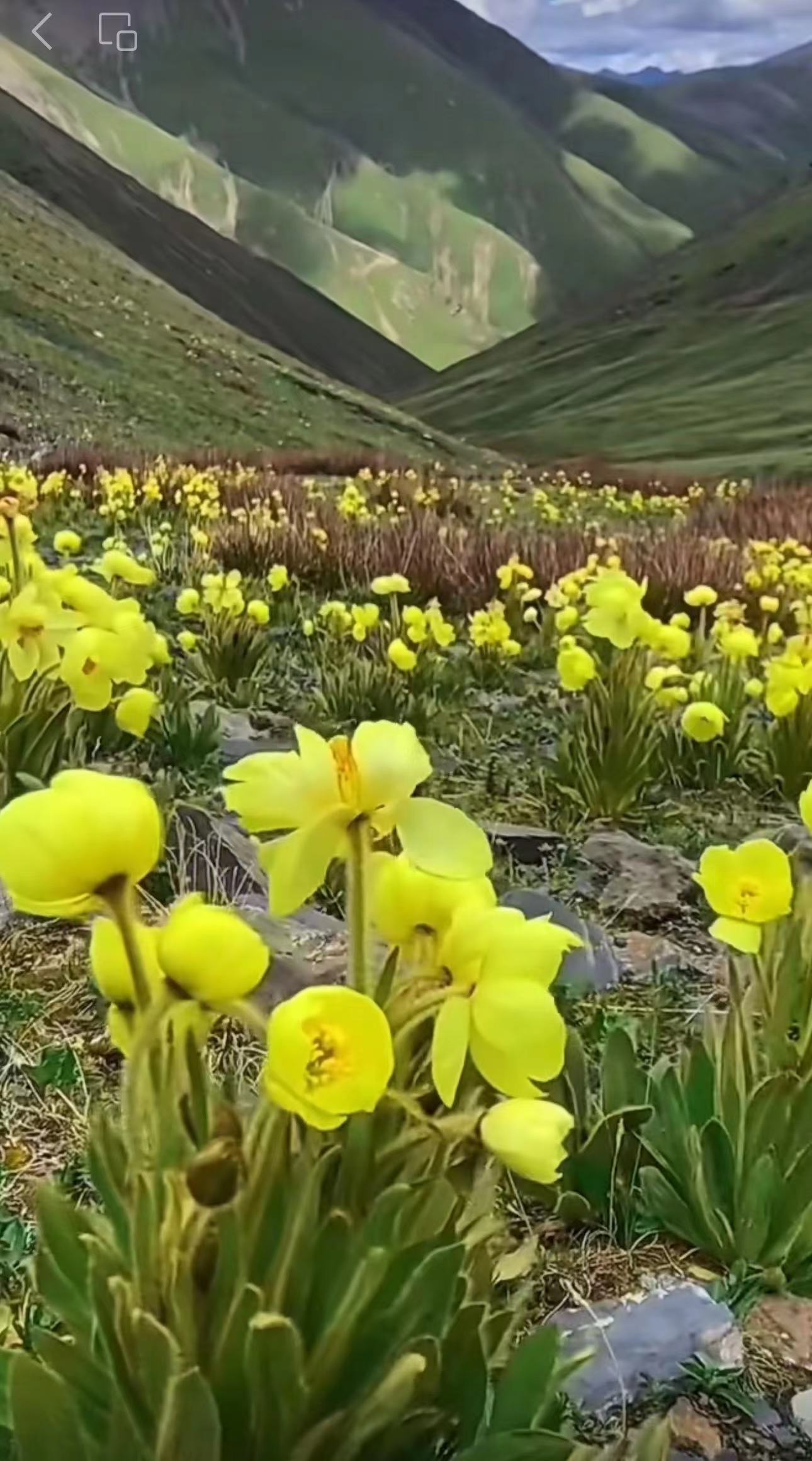 ༄༅།།སྣང་ངུ་གཡུ་སྟག་གིས་བླངས་པའི་གླུ།