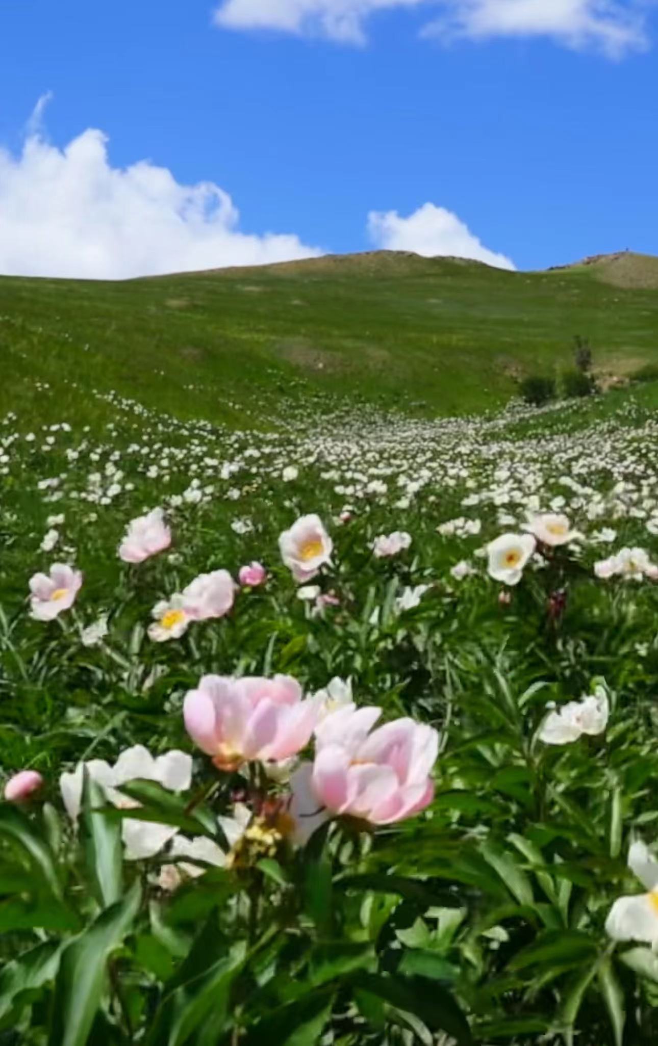 ༄༅།།སྡེ་དགེ་གླིང་ཚང་གི་སྒྲུང་པ་གྲགས་ཅན་གླིང་བློན་འགྱུར་མེད་སྟོབས་ལྡན།